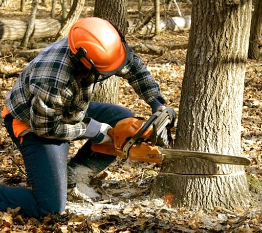 Tree Removal in Strathcona, MN